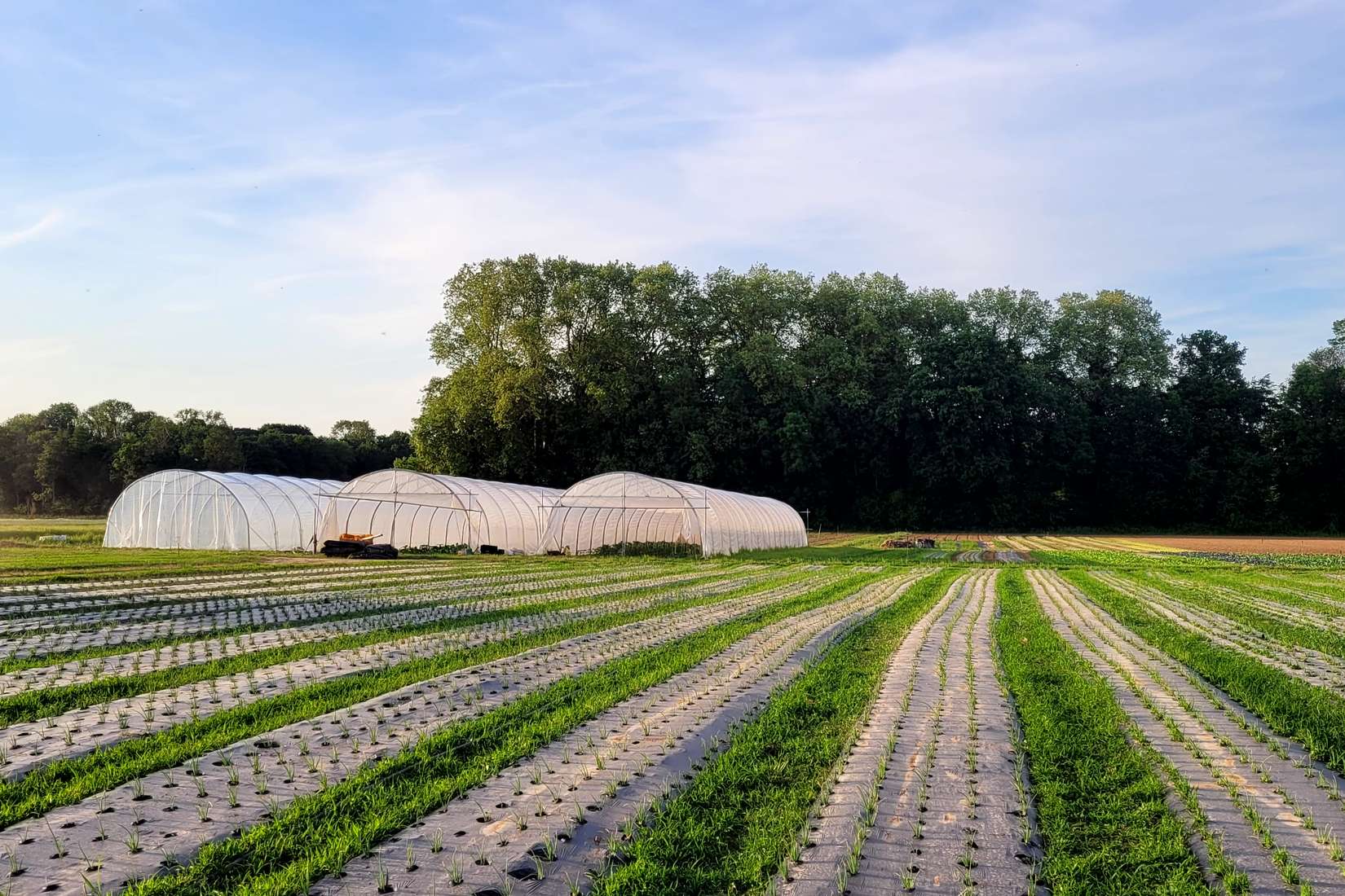 Serres et parcelles de production