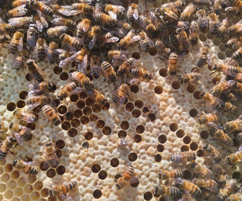 Travailleur de l'Esat - Activité ruches abeilles