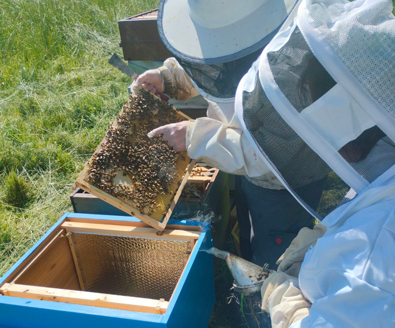 Travailleur de l'Esat - Activité ruches abeilles