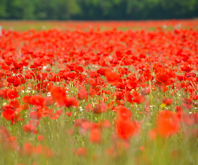 Champ de fleurs