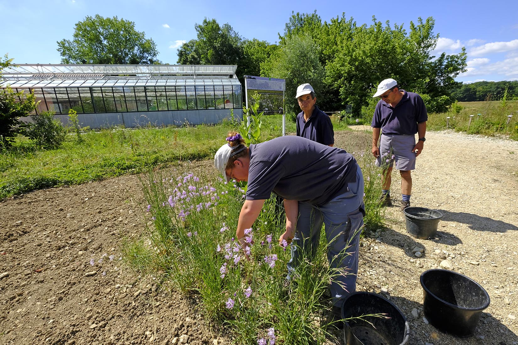 Production horticole