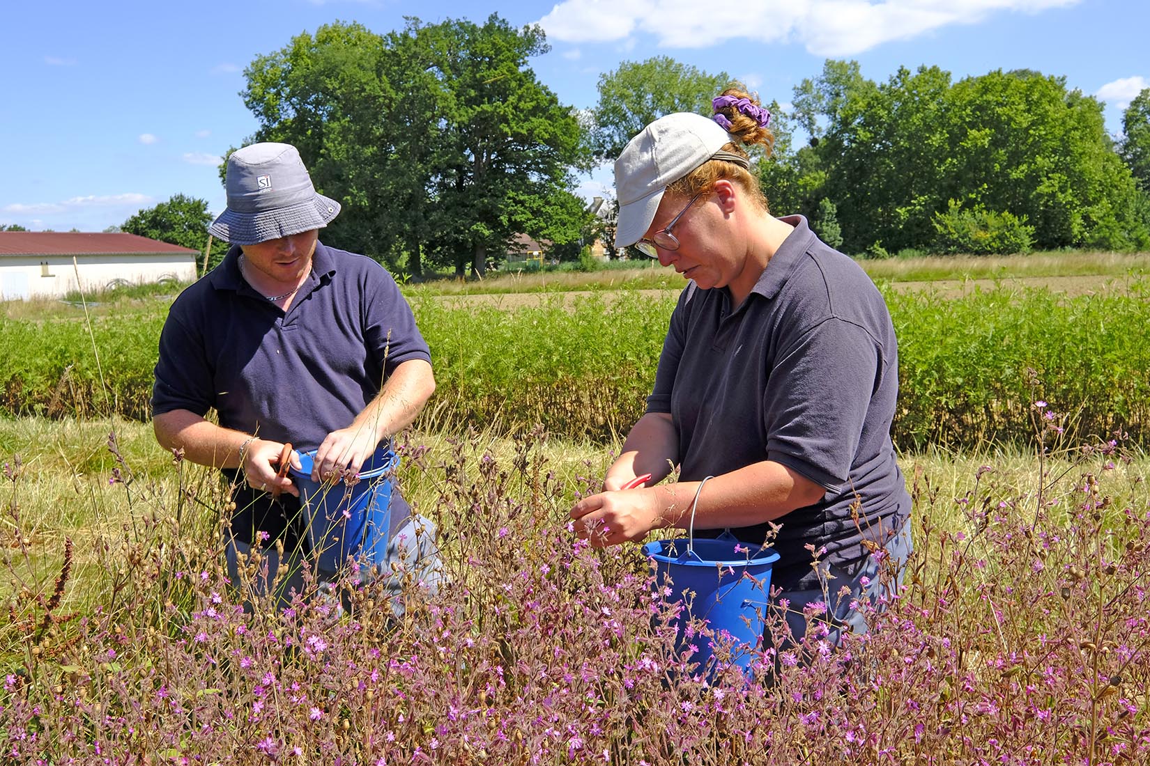 Production horticole