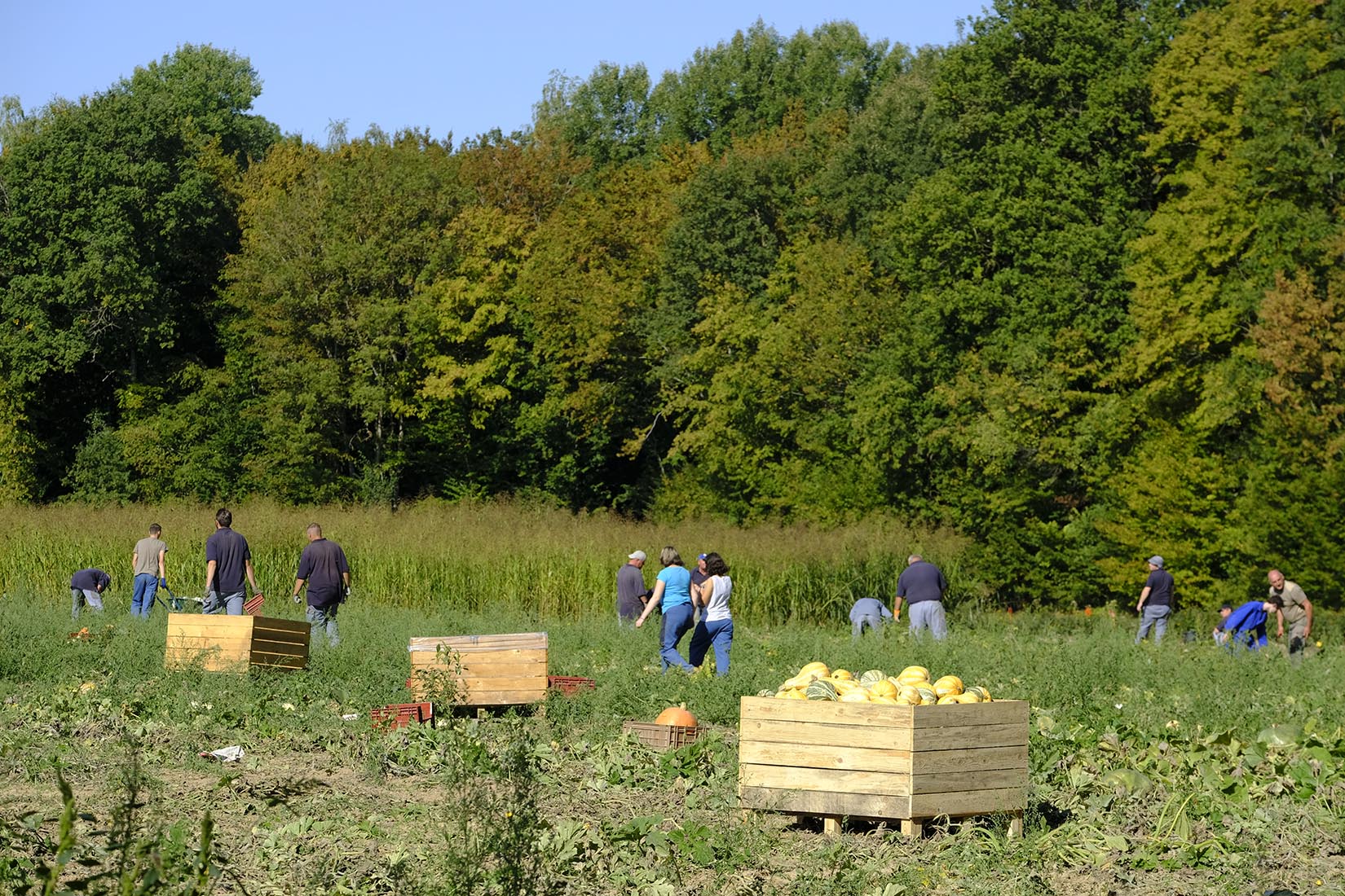 Production maraîchère